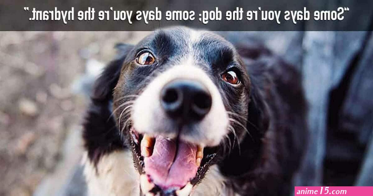 read silly dog and lady