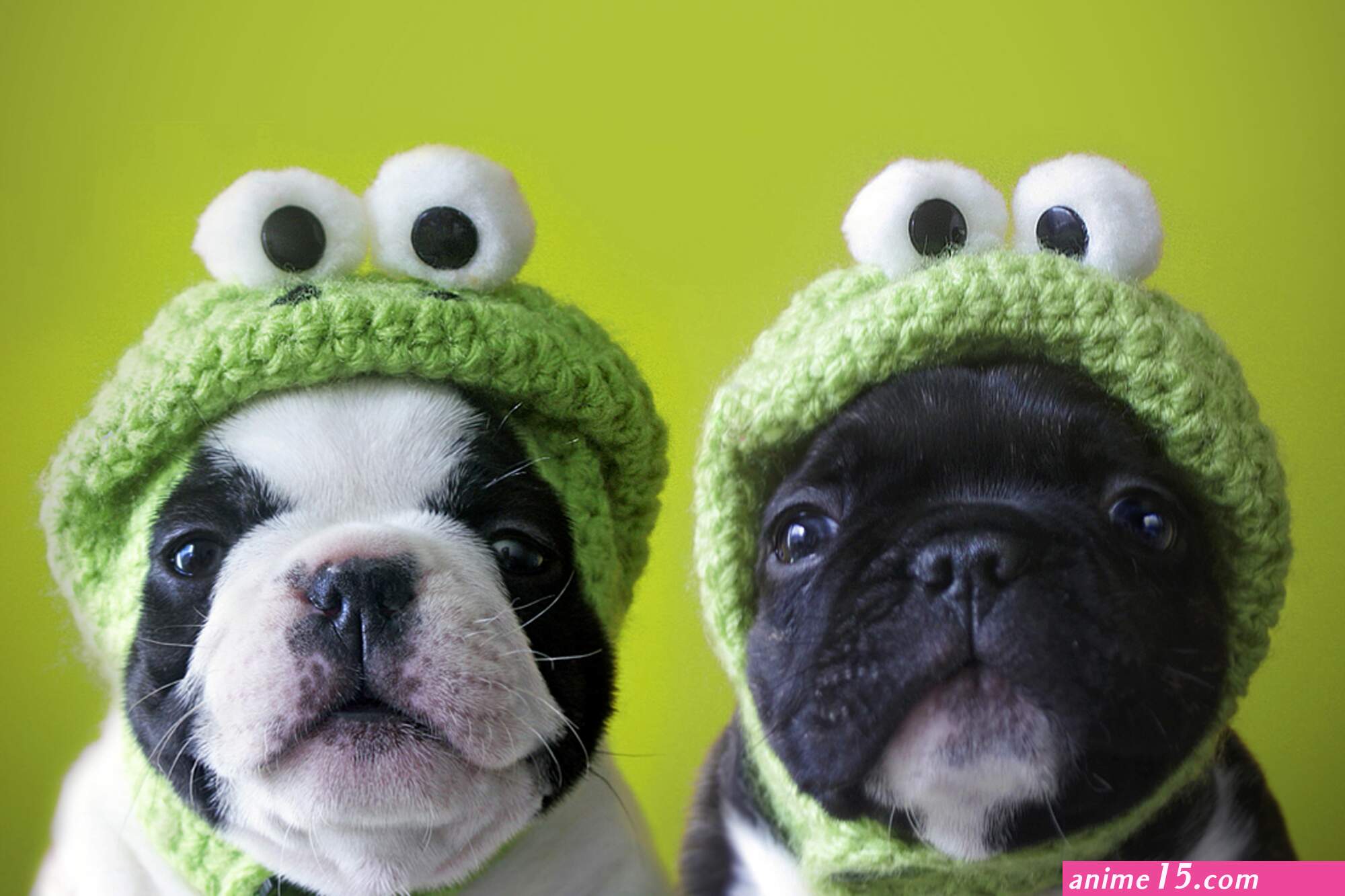 read silly dog and lady
