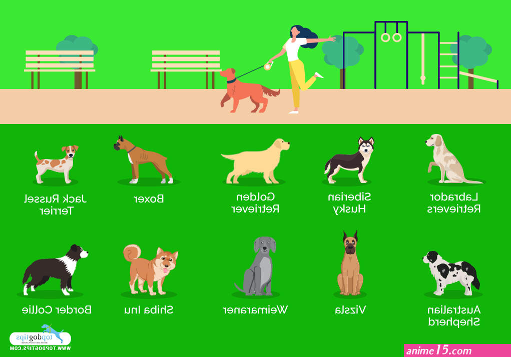 read silly dog and lady