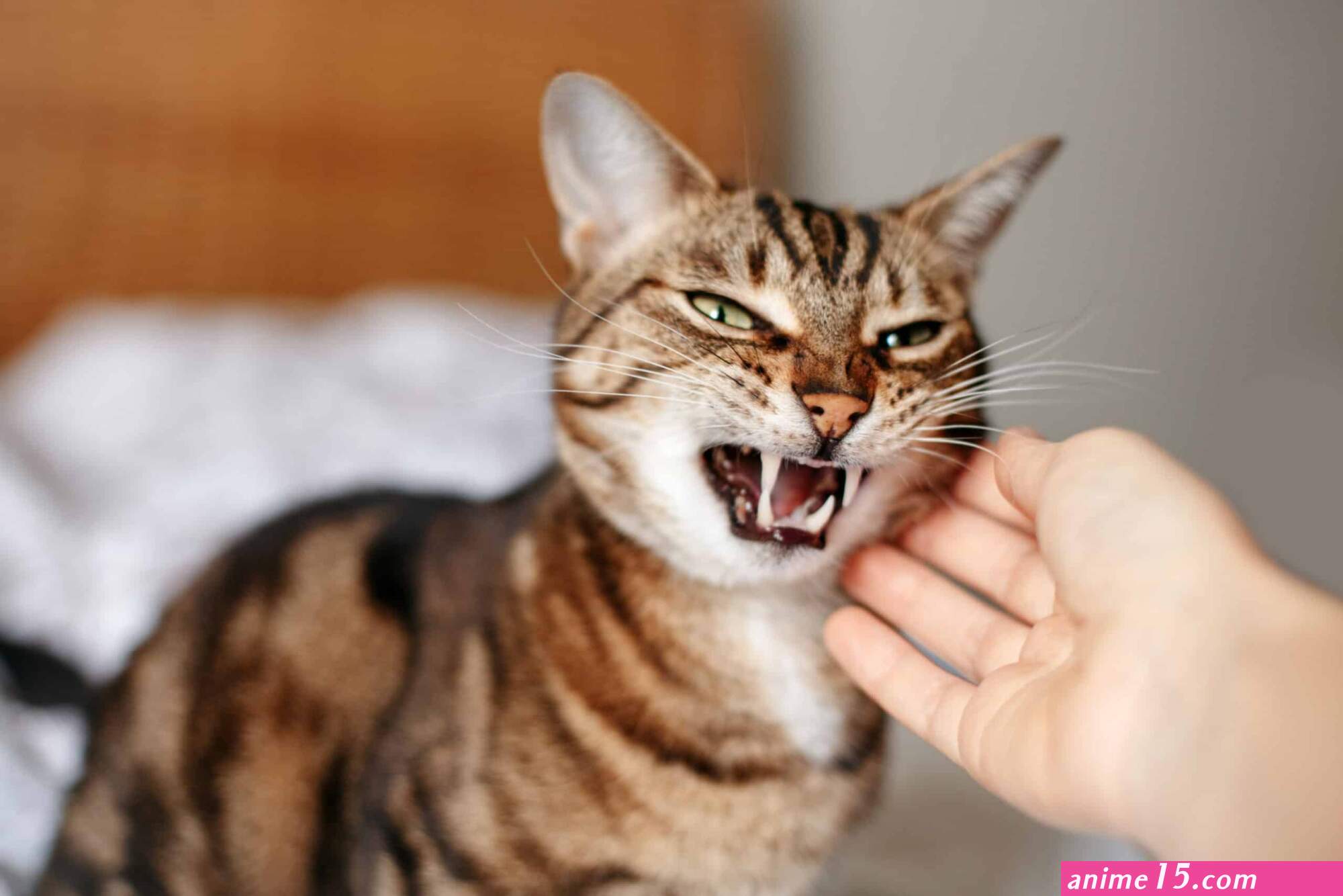 cat like vampire eat up to the bones