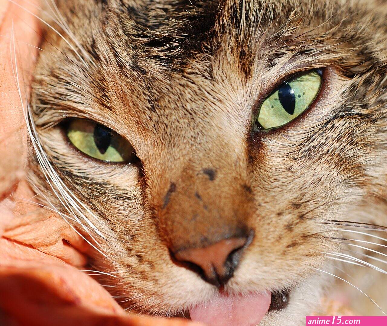 cat like vampire eat up to the bones