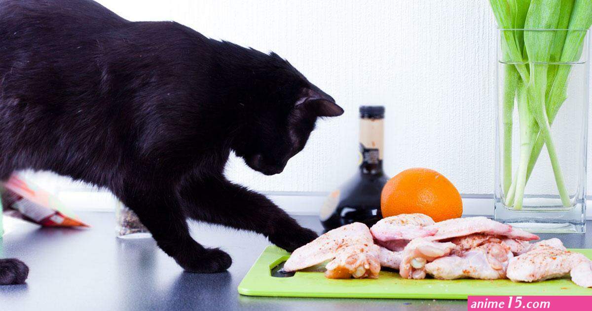 cat like vampire eat up to the bones