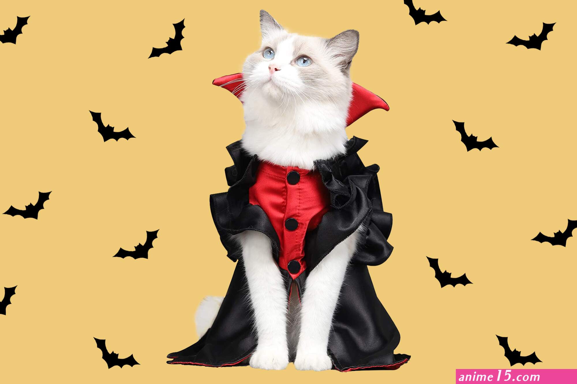 cat like vampire eat up to the bones