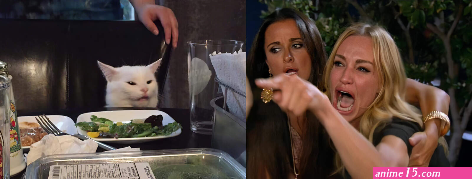 Woman Yelling at a Cat Template 3B Woman Yelling at a Cat Know Your Meme