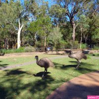 the adelaide inn walkthrough