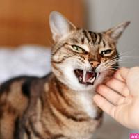 cat like vampire eat up to the bones