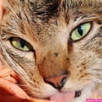 cat like vampire eat up to the bones