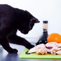 cat like vampire eat up to the bones