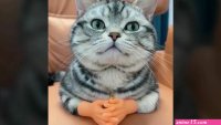 www.google.comnik animeau une famme