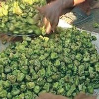 ব ল চট ক র ট ন