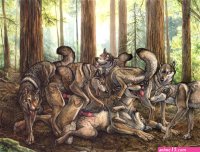 porn comics feral