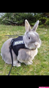 bunnycop android