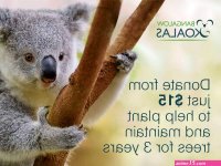 Koala Wildlife Corridor Gallery