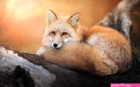 Fox Wallpapers Pictures Images