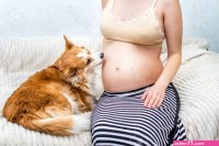 Dog Is Licking The Belly Of His Pregnant Mistress. Close Up Stock Photo Picture