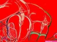 Searching for Nsfw Animation