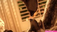 Animated fox and wolf have wild and passionate sex in new furry porn video
