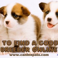 breeders online