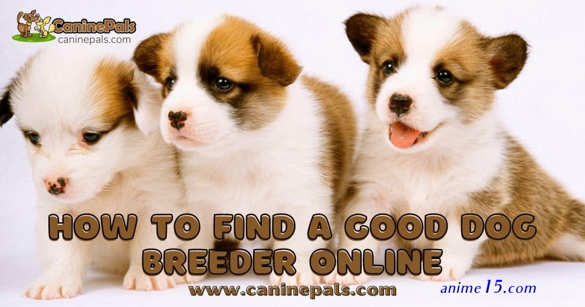 breeders online