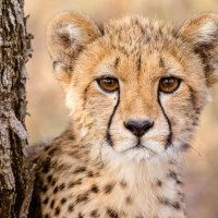 cheetah brute
