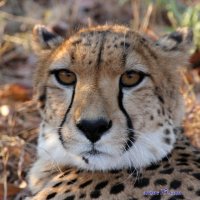 cheetah brute