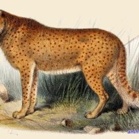 cheetah brute