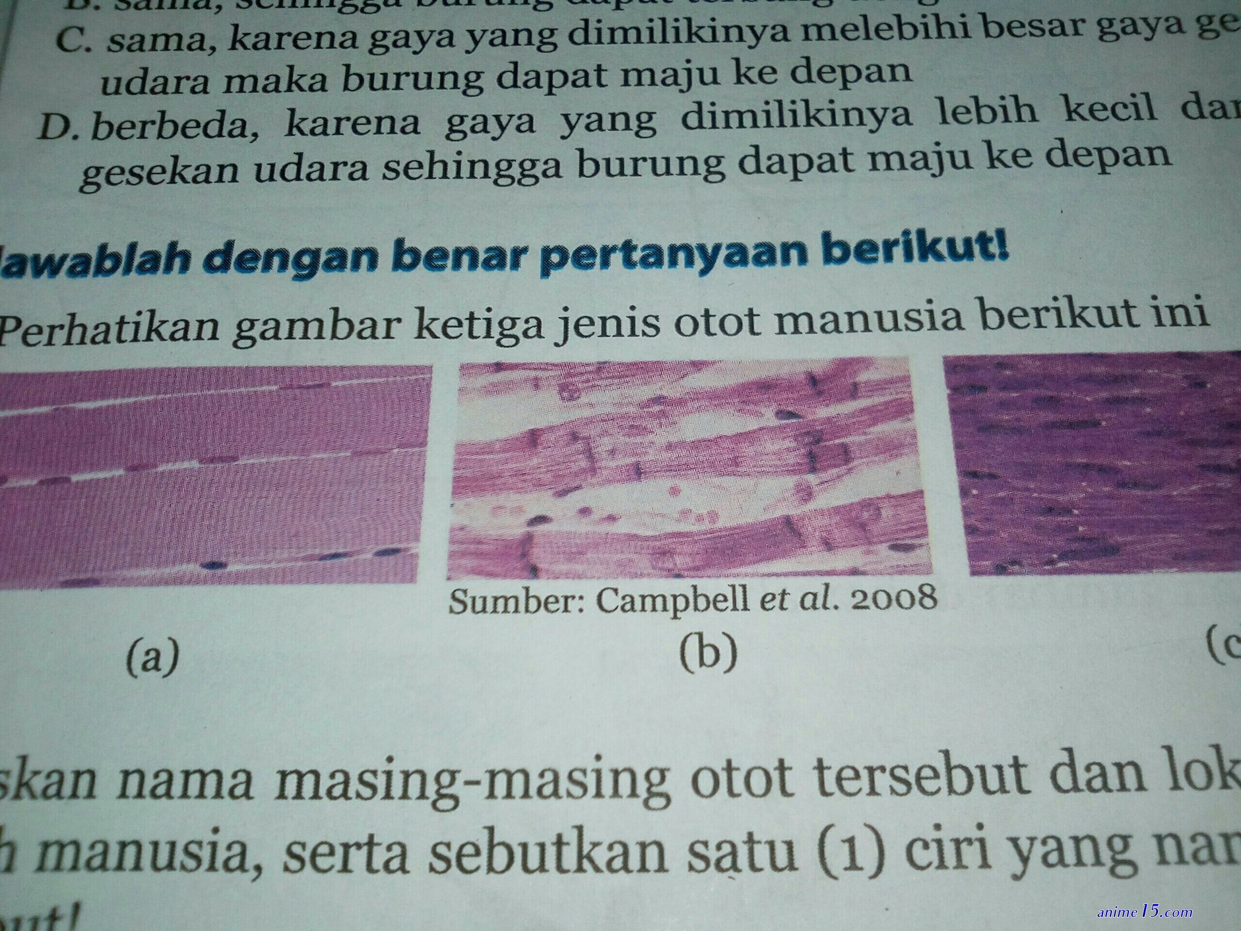 dimanapun dan kapanpun otot nomor 1 el ch 3