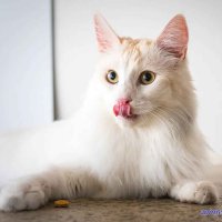 k s secret cat