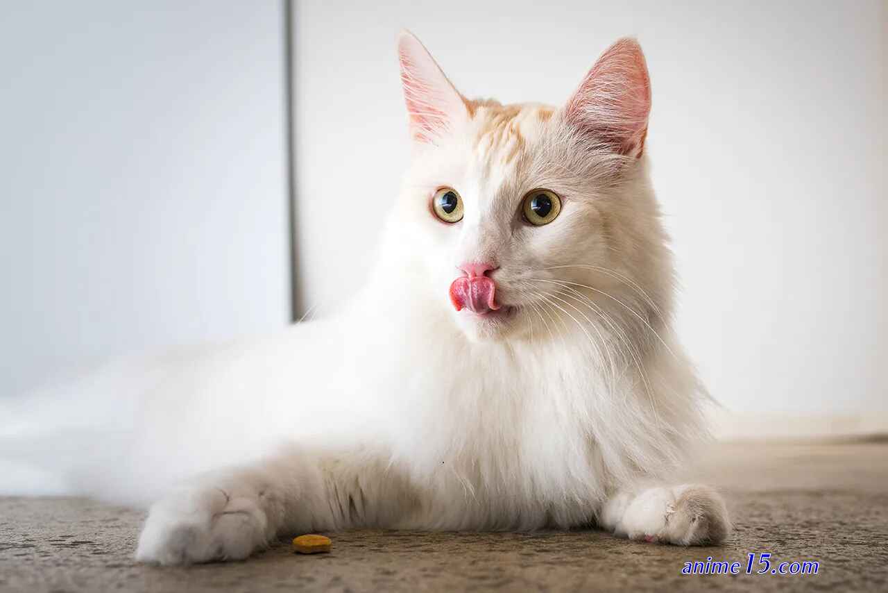 k s secret cat