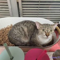 k s secret cat
