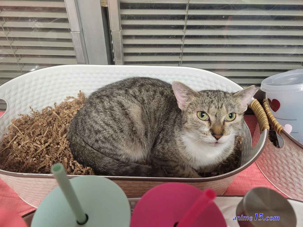 k s secret cat