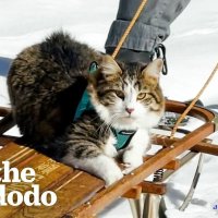 k s secret cat