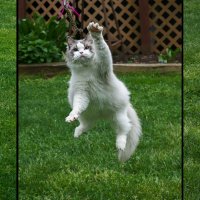 k s secret cat