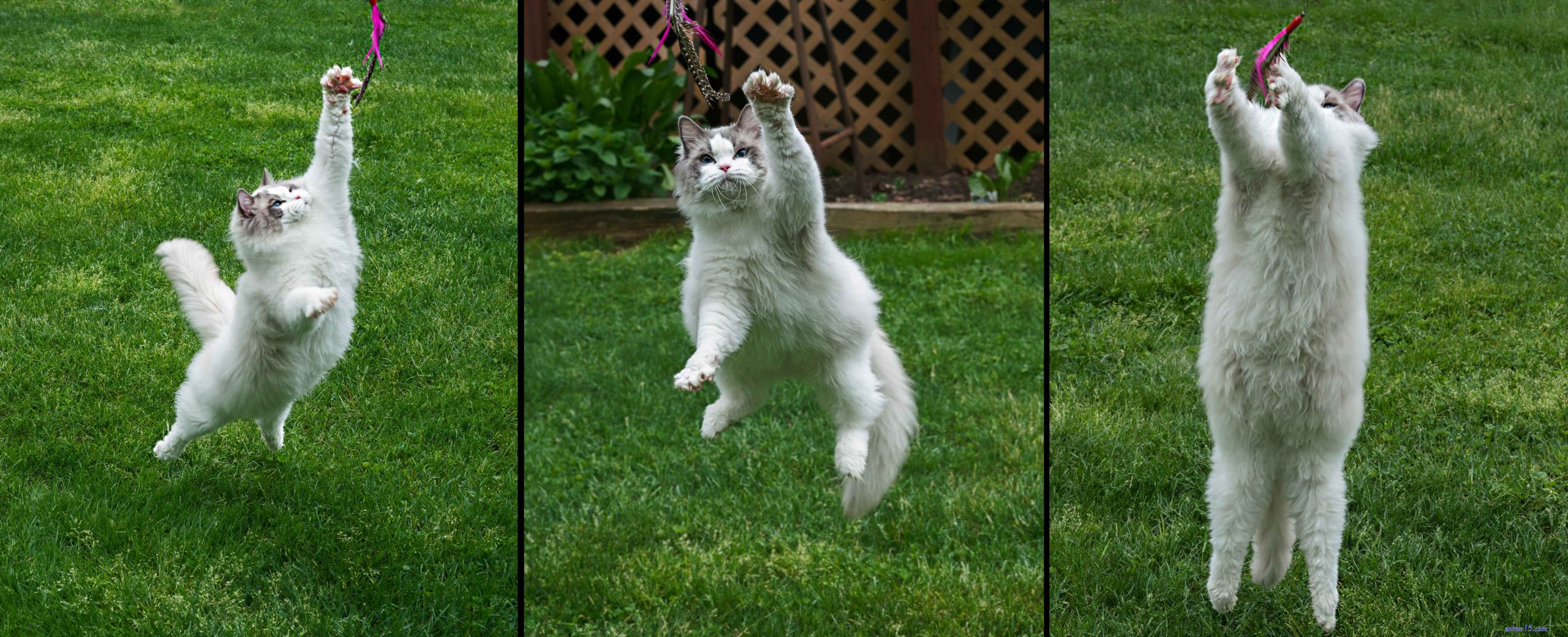 k s secret cat