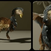 dinoduck