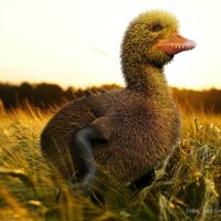 dinoduck