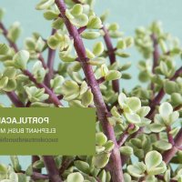 jade growing up again download