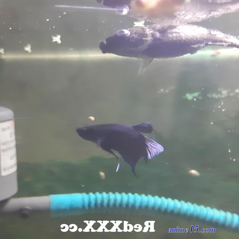 scuba fish manga comics porn
