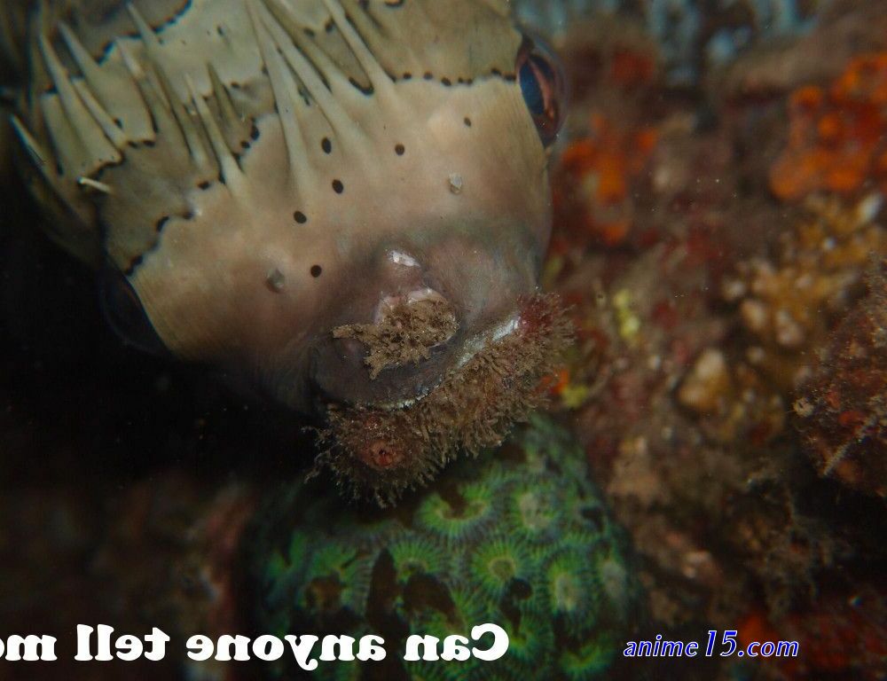 scuba fish manga comics porn