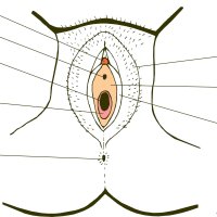 anime girl clit erected