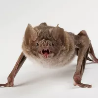 cat like vampire eat up to the bones