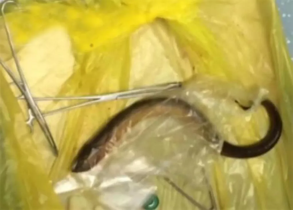 animal-porn-eel-into.jpg
