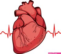 Human heart drawing Heart drawing Human heart