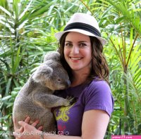 Pin by Laurence Poma on Affiches animaux Koala Cute coloring pages Koala bea